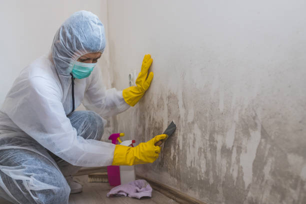 Best Black Mold Removal  in Clovis, NM