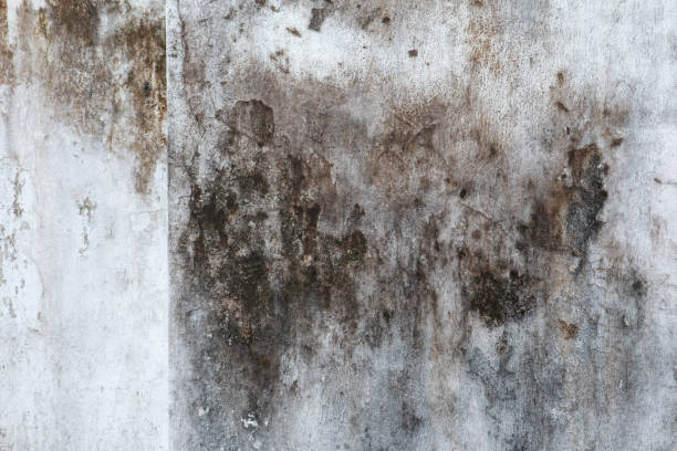 Best Airborne Mold Testing  in Clovis, NM