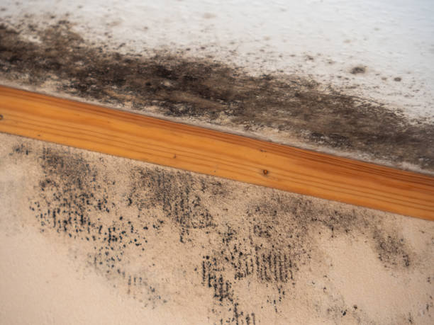 Best Crawl Space Mold Remediation  in Clovis, NM