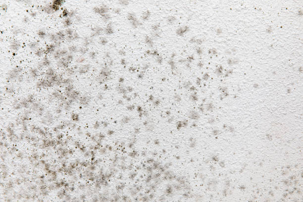 Best Commercial Mold Inspection  in Clovis, NM