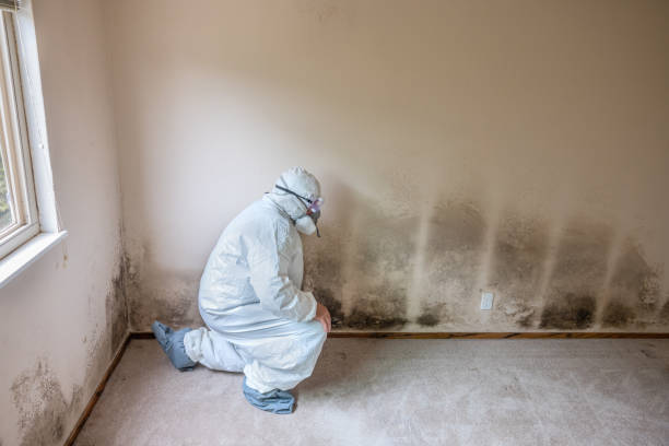 Best Post-Construction Mold Inspection  in Clovis, NM