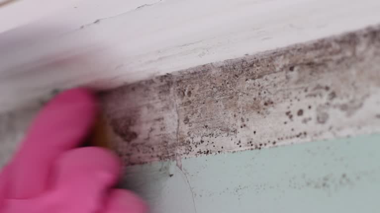 Best Forensic Mold Investigation  in Clovis, NM